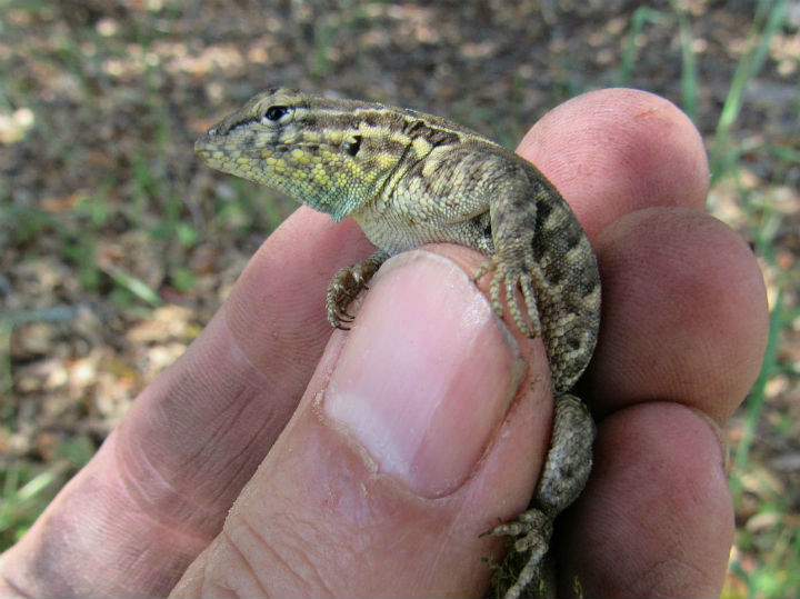 Side-blotched Lizard